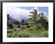 Tropical Plantation Garden, Maui, Hawaii, Hawaiian Islands, Usa by Ken Gillham Limited Edition Print