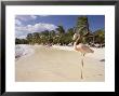 Flamingo, Sonesta Island, Aruba, West Indies, Dutch Caribbean, Central America by Sergio Pitamitz Limited Edition Print