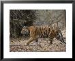 Female Indian Tiger, Bandhavgarh National Park, Madhya Pradesh State, India by Thorsten Milse Limited Edition Print