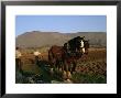 Horse And Plough, County Sligo, Connacht, Eire (Republic Of Ireland) by Christina Gascoigne Limited Edition Print