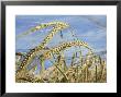 Wheat Husks Ready For Harvest, St. Austell, Cornwall, England, United Kingdom by Dominic Harcourt-Webster Limited Edition Print