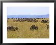 Wildebeest In The Maasai Mara, Kenya by Joe Restuccia Iii Limited Edition Print