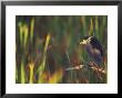 Black-Crowned Night Heron Perched On Tree Limb Among Reeds, Shark Valley, Everglades National Park by Arthur Morris Limited Edition Print