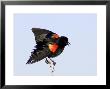 Red-Winged Blackbird Clings To Branch At Sunrise, Merritt Island, Florida, Usa by Jim Zuckerman Limited Edition Print