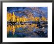 Golden Larch Trees Reflected In Leprechaun Lake, Enchantment Lakes, Alpine Lakes Wilderness by Jamie & Judy Wild Limited Edition Print