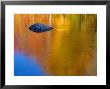 Reflections In Autumn, Lost River, New Hampshire, Usa by Gavin Hellier Limited Edition Print