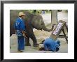 Elephant Painting With His Trunk, Mae Sa Elephant Camp, Chiang Mai, Thailand, Asia by Bruno Morandi Limited Edition Print