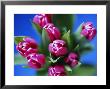 Bunch Of Pink Tulips by David Tipling Limited Edition Print