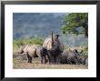 White Rhinoceros (Ceratotherium Simum), Hluhluwe Umfolozi Park, Kwazulu Natal, South Africa, Africa by Ann & Steve Toon Limited Edition Pricing Art Print