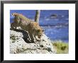 Young Bobcat (Lynx Rufus) In Captivity, Minnesota Wildlife Connection, Sandstone, Minnesota, Usa by James Hager Limited Edition Print