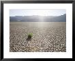 Grass In Dried Earth, Racetrack Point, Death Valley National Park, California, Usa by Angelo Cavalli Limited Edition Print