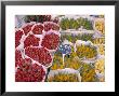 Tulips At Flower Market, Amsterdam, Holland by Jon Arnold Limited Edition Pricing Art Print