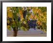 Red Wine Grapes Hanging, Yakima, Washington by Janis Miglavs Limited Edition Print