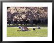 Cherry Blossoms And Trees In The Quad, University Of Washington, Seattle, Washington, Usa by Connie Ricca Limited Edition Print
