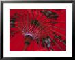 Red Umbrella, Chiang Mai, Northern Thailand by Gavin Hellier Limited Edition Print