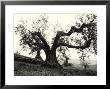 Large Olive Tree In The Tuscan Hills by Vincenzo Balocchi Limited Edition Print