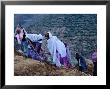 Women Repairing Road On Hillside, Eritrea by Oliver Strewe Limited Edition Print