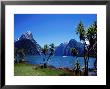 Cabbage Trees At Milford Sound With Mitre Peak In Background At Left by Holger Leue Limited Edition Print