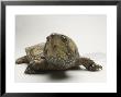 Big-Headed Turtle From Asia At The Sedgwick County Zoo, Kansas by Joel Sartore Limited Edition Print