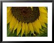 Close View Of A Sunflower In Tuscany, Italy by Todd Gipstein Limited Edition Pricing Art Print