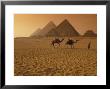 Giza Pyramids With Man Leading Two Camels Across The Desert In Egypt by Richard Nowitz Limited Edition Print
