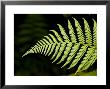 Detail Of Asian Rain Forest Ferns, Singapore by Tim Laman Limited Edition Pricing Art Print