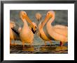 Group Of American White Pelicans by Tim Laman Limited Edition Pricing Art Print