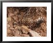 Gila Monster, Heloderma Suspectum, Out On An Evening Forage by George Grall Limited Edition Print