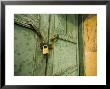 Gold Lock, Green Door, Yellow Wall Of Chinese Farm Building, Wushan, China by David Evans Limited Edition Pricing Art Print