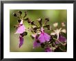 Hoosier Orchid At The Atlanta Botanical Garden by Joel Sartore Limited Edition Print