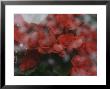 Norway, Red Flower On Window by Brimberg & Coulson Limited Edition Print
