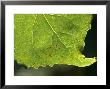 Leaf From A Cottonwood Tree, Lincoln, Nebraska by Joel Sartore Limited Edition Print