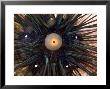 Very Spiny Diadema Type Sea Urchin, Malapascua Island, Philippines by Tim Laman Limited Edition Pricing Art Print