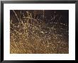 Wild Native Grasses Backlit At Dawn Appear Delicate And Fragile, Australia by Jason Edwards Limited Edition Print