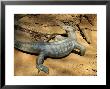 Monitor Lizard At Saint Louis Zoo by David Edwards Limited Edition Print