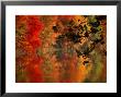 Brilliant Fall Colors Reflect On Water by Brian Gordon Green Limited Edition Pricing Art Print