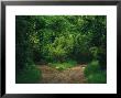 Diverging Trails In A Woodland by Raymond Gehman Limited Edition Print