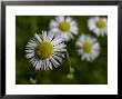 Daisy Fleabane, A Wildflower Of The Blue Ridge Mountains by White & Petteway Limited Edition Print