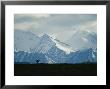 Alaskan Moose Against A Backdrop Of Jagged Snow-Covered Mountains by Michael S. Quinton Limited Edition Print