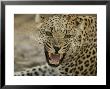 Female Leopard, Panthera Pardus, Snarling, Mombo, Okavango Delta, Botswana by Beverly Joubert Limited Edition Print