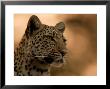 Close-Up Of A Leopard, Mombo, Okavango Delta, Botswana by Beverly Joubert Limited Edition Print