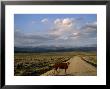 Steer On A Dirt Road, Pinedale, Wyoming by Joel Sartore Limited Edition Print