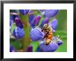 Bee Visiting A Lupine Flower In The Springtime, Arlington, Massachusetts, Usa by Darlyne A. Murawski Limited Edition Print