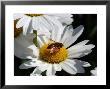 Flower Fly Drinking Nectar From A Daisy, Belmont, Massachusetts, Usa by Darlyne A. Murawski Limited Edition Print