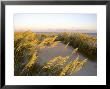 Sunlight Strikes Sea Oats On Dunes Near The Atlantic Ocean by Skip Brown Limited Edition Print