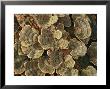 Close View Of Turkey-Tail Fungi In Estabrook Woods, Concord, Massachusetts by Darlyne A. Murawski Limited Edition Print
