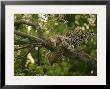 A Mother Holds On To Her Cub Dangling From A High Tree Branch by Beverly Joubert Limited Edition Pricing Art Print