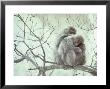 Family Of Japanese Macaques Sitting In Tree In Shiga Mountains by Co Rentmeester Limited Edition Print