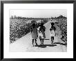Three Young Barefoot African American Sharecroppers' Daughters On Their Way To Sunday School by Alfred Eisenstaedt Limited Edition Print