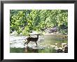 Lone White-Tailed Deer Nibbling Young Oak Leaves From Banks Of Cheat River by John Dominis Limited Edition Print